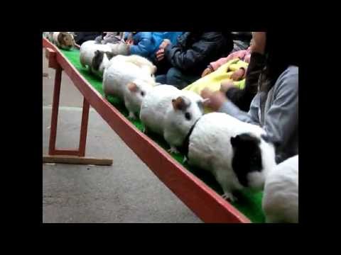 Guinea pig train