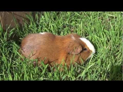 Very cute Guinea Pig eating grass