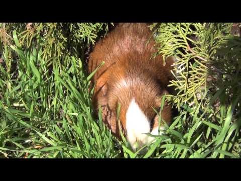 Very cute guinea pig eats grass outside