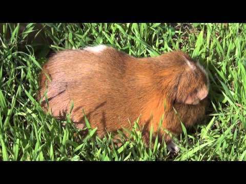 Very cute guinea pig eating grass outside. This pet is good for fun