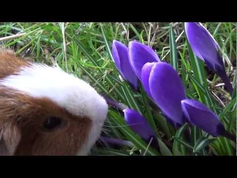 Very cute guinea pig eating flowers