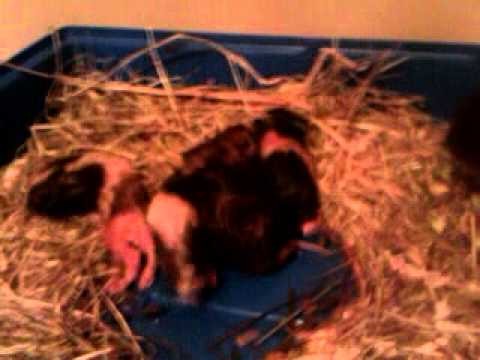 Guinea Pig giving birth to 4 babies part 2