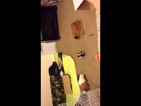Guinea pigs playing!!