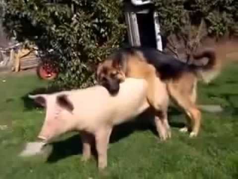 PERRO FOLLANDO CERDO - Sexy Dog and Pig Mating