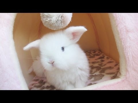 Baby Bunny PLAY TIME!