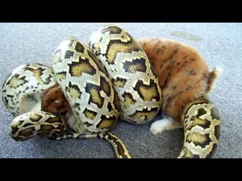 Burmese Python strikes/constricts feeder bunny rabbit
