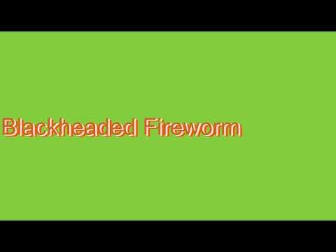 How to Pronounce Blackheaded Fireworm