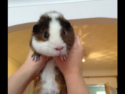 Guinea Pigs come home at last!