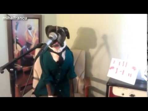 Funny Dogs Singing Compilation 2014 NEW