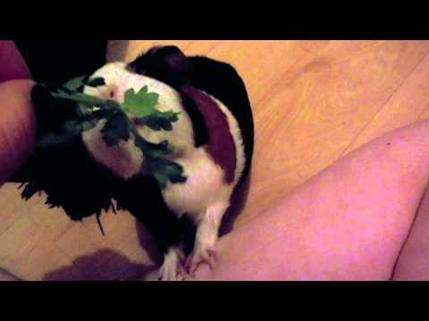 Guinea Pigs look funny when they eat.