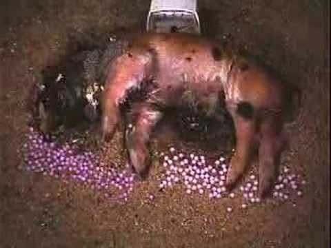 Decomposition of Baby Pigs