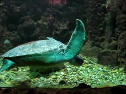 Aquarium - Rhodes