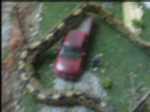 Giant Anaconda Caught In The Jungles Of Guyana