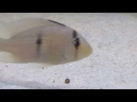 Guiana Dacrya in a Guyana biotope aquarium 2