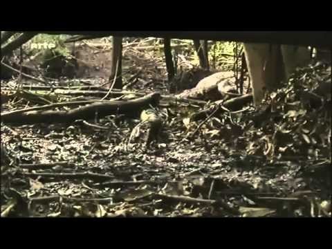 Documentaire Le caiman noir   La foret tropical de Guyana