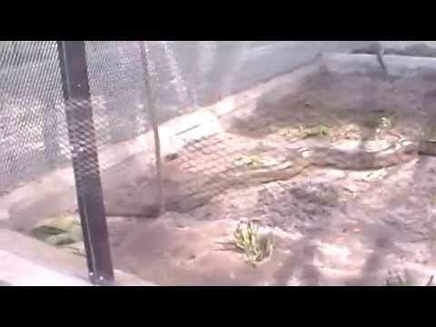 Guyana Zoo - Snakes In A Cage