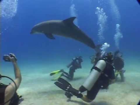 Buceo con delfines