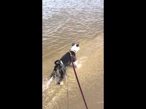 The Pups Playing at the Beach