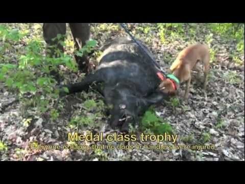 Wild boar challenge-Croatia