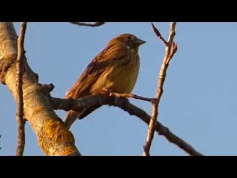 Ptice Hrvatske - Velika strnadica (Miliaria calandra) (Birds of Croatia - C