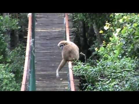Gibbon walks a tightrope at Monkeyland in Plettenberg Bay