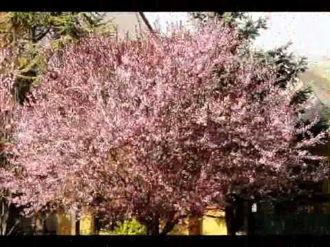 Sakura    Cherry Blossoms Hungary.wmv