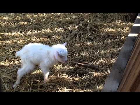 Newborn baby goat - Budakeszi Wildlife Park (Hungary)