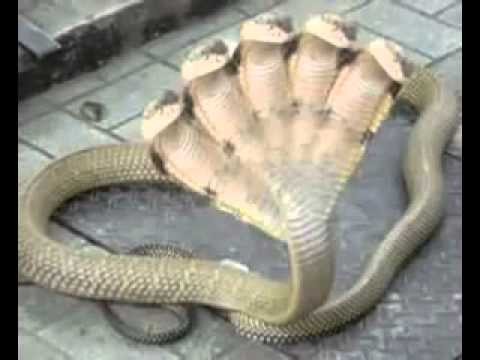 Five Headed Snake In India