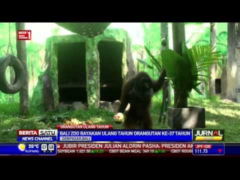 Kebun Binatang Bali Rayakan Hari Jadi Orangutan Bernama Jacky