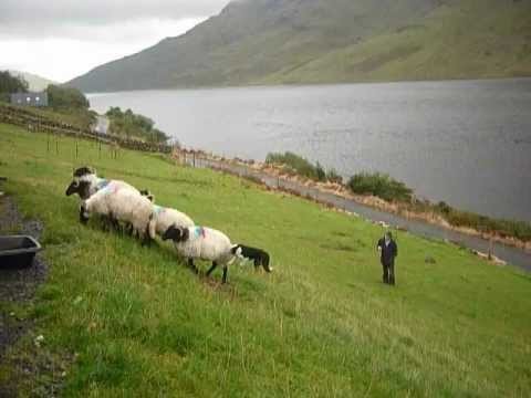 Sheepdog Demonstration - West of Ireland Tour