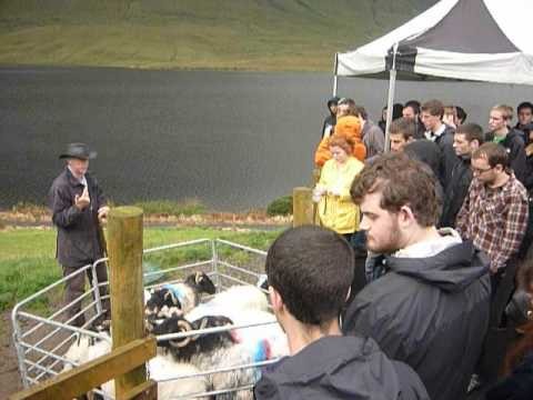 Sheepdog Demonstration - West of Ireland Tour