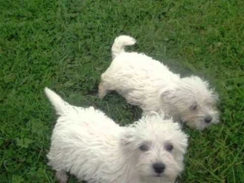 bichon frise: For Sale in Roscommon