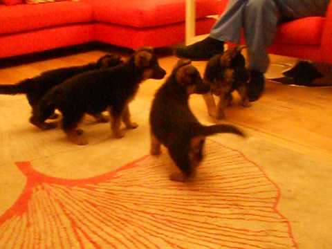 Top  Quality  German Shepherd Pups: For Sale in Donegal