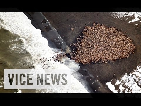 VICE News Daily: Beyond The Headlines - October 3