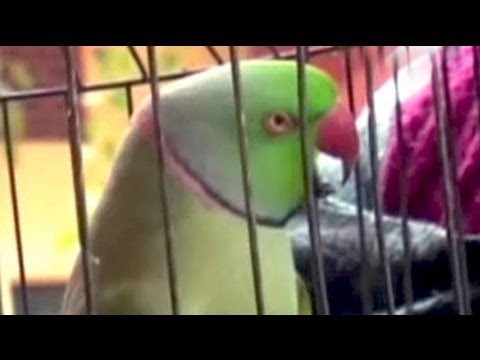 Parrot leads cops to man who murdered his mistress