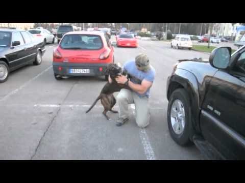 Dog Welcomes Home Soldier...Again