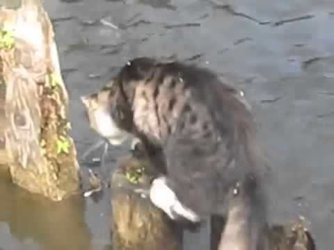 Russian Cat Catches Fish