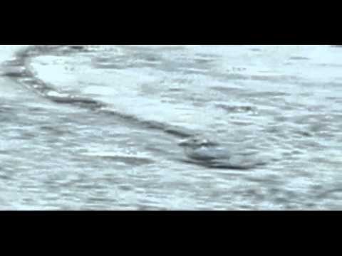 The Iceland Worm Monster (LagarfljÃ³ts Worm) Caught on Camera[Original]