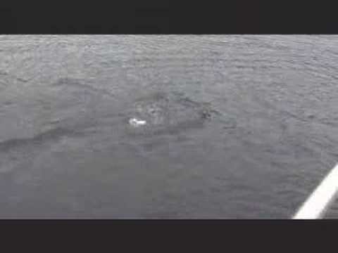 LochNess Monster CAUGHT ON TAPE!!!!!!