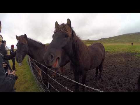 Iceland's Horses