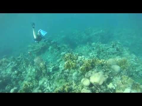 12ft Free Dive in Montego Bay Jamaica