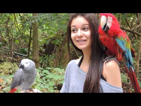 Navio - Jamaica Falmouth - Papagaios