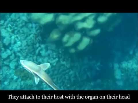 Sharksuckers in Jamaica
