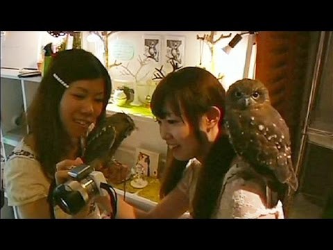 Renner in Japan: Im CafÃ© eine echte Eule streicheln...