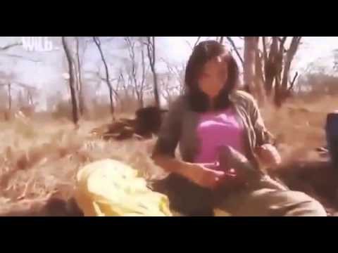 Girl Raised As A Bushman Walking With Lions & Toys With Group Of Cheetahs!
