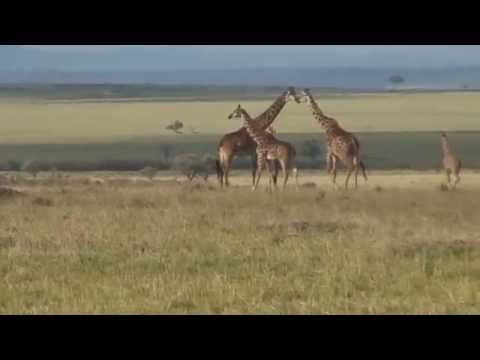 \Tower of Giraffes\ in the Maasai Mara National Reserve