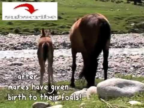 Horse Milk On Sale In Kyrgyzstan