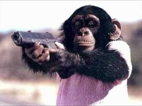 Taliban monkeys?