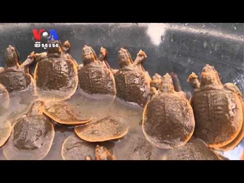 Groups Work To Protect Rare Frog-Headed Turtle (Cambodia news in Khmer)