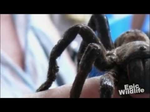 Children hunt world s largest venomous spider for dinner - Human Planet Jun